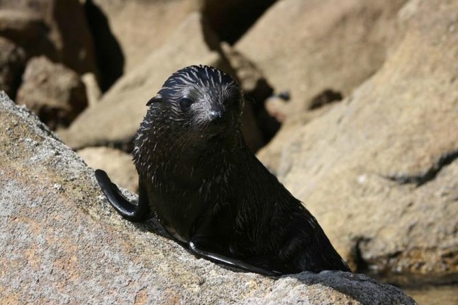1 Day Freedom Rental - Beaches, wildlife, and the small moments between stops