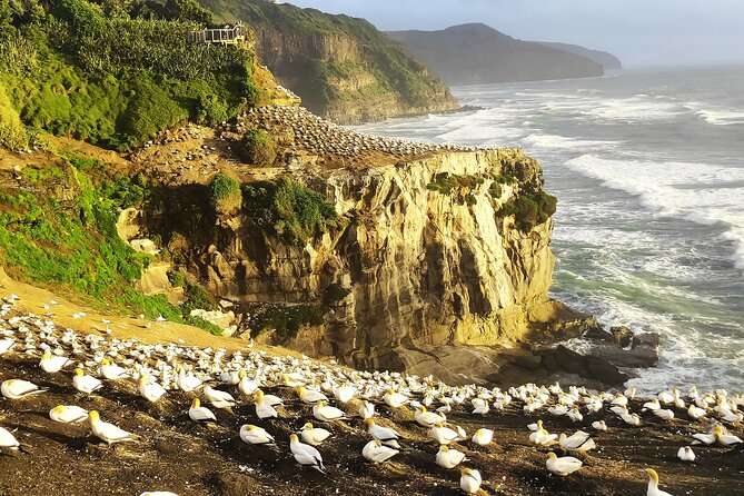12 Day New Zealand Private Tour from Auckland to Queenstown - Key points to know before booking
