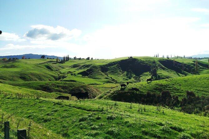 12 Day New Zealand Private Tour from Auckland to Queenstown - Glowworms, Bluff, and Stewart Island reach the far south