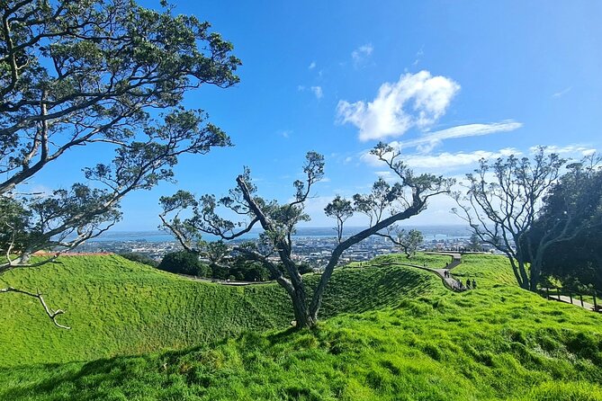 2025 Award Winning: Auckland City Highlights Half Day Tour - What $99.29 gets you