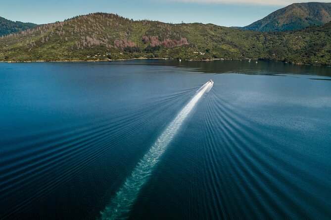3.5 Hour Marlborough Sounds Delivery Cruise - Wildlife sightings depend on luck and conditions