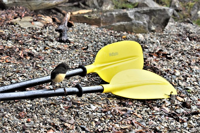 4-hour Lake Mapourika Kayak and Hike adventure, with Okarito Kiwi Sanctuary - Why the guides matter on the water