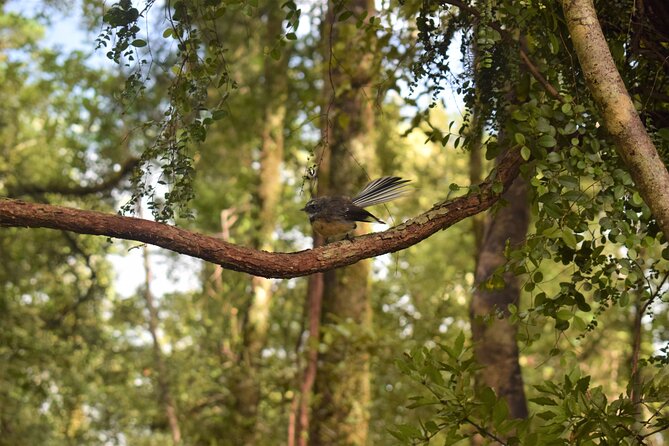 4-hour Lake Mapourika Kayak and Hike adventure, with Okarito Kiwi Sanctuary - Rain, mist, and the West Coast weather question