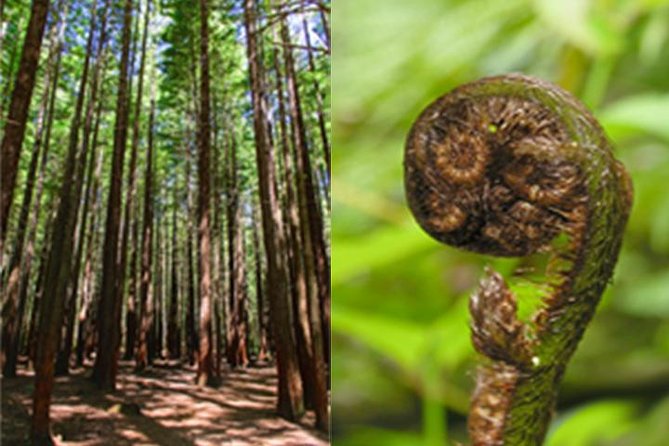 6.5 hour Small-Group Rotorua Naturally Shore Excursion - Tauranga - From Tauranga port to Rotorua’s volcanic heart