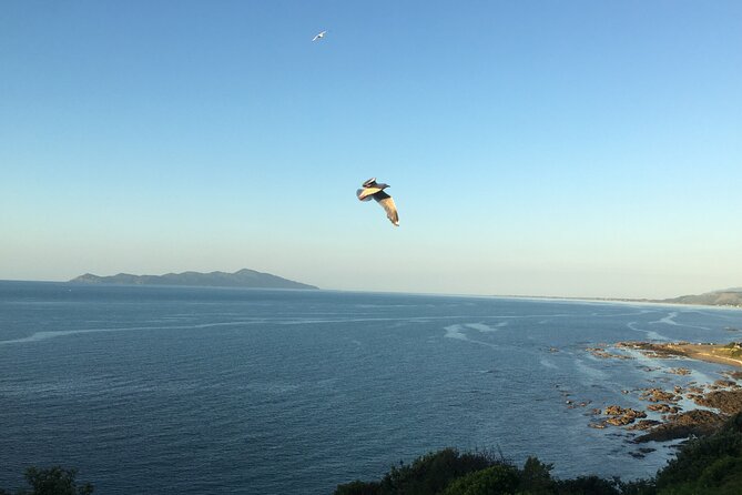 8-Hour Private Scenic Kapiti Coast Tour from Wellington - Why this private Kapiti Coast day works