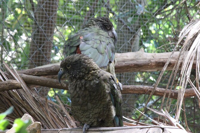 8-Hour Private Scenic Kapiti Coast Tour from Wellington - Ngā Manu puts tuataras and native birds at the center