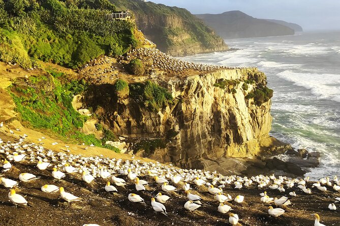 9 Day South to North Island NZ Private Tour from Queenstown - Is nine days enough for New Zealand?