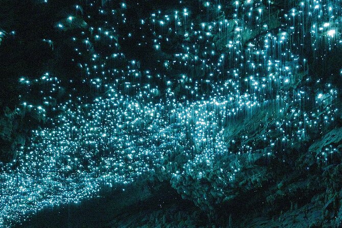 90-Minute Guided Ruakuri Cave Tour Waitomo - Glowworms in a cave built for walking