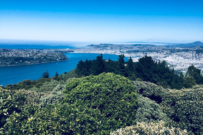 A 2 hour Small Group Dunedin City Highlights Tour - Why this compact Dunedin tour works