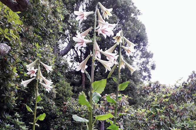 A 2 hour Small Group Dunedin City Highlights Tour - A 20-minute walk through the Botanic Garden