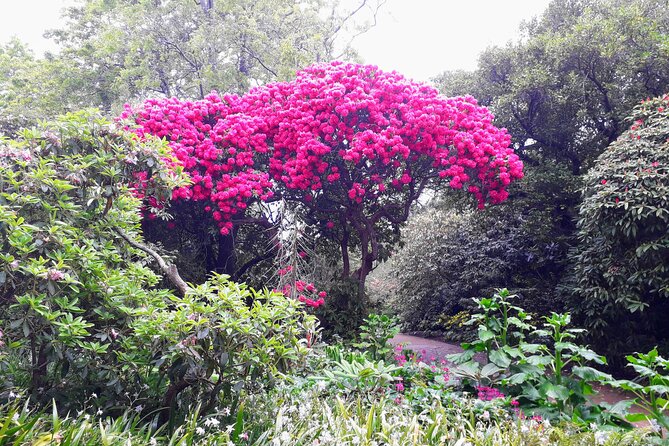 A 2 hour Small Group Dunedin City Highlights Tour - An old cemetery and the William Larnach story