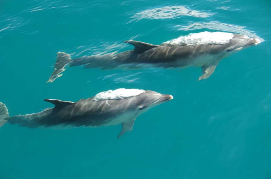 Abel Tasman National Full Park Scenic Cruise - Who should choose this Abel Tasman cruise?