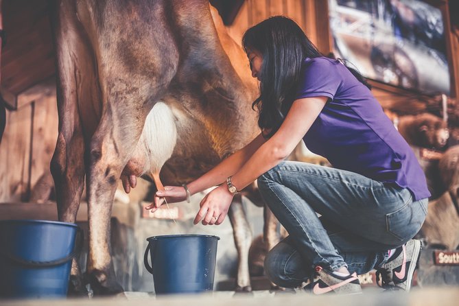 Agrodome Farm Experience including Farm Show and Farm Tour - Rotorua - What the Agrodome experience is really like
