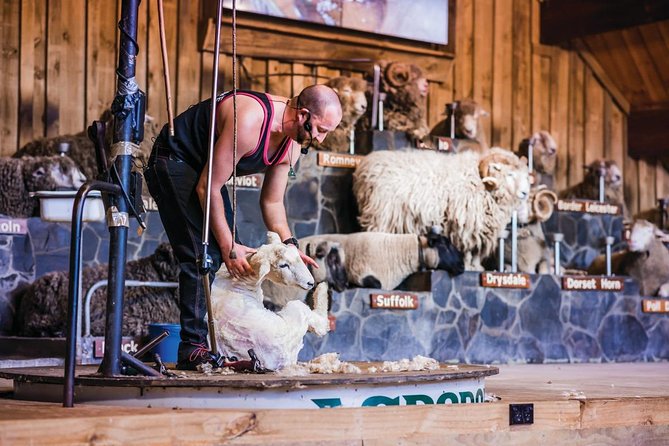 Agrodome Farm Experience including Farm Show and Farm Tour - Rotorua - Sheep dogs and audience participation