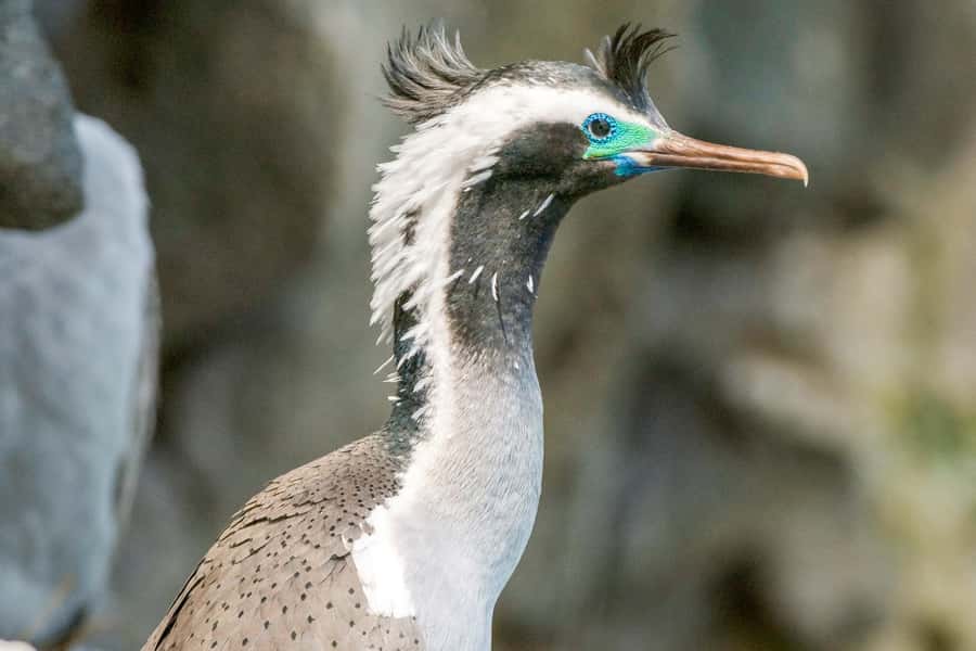 Akaroa: 4WD Safari and Guided Sea-Kayaking Experience - Five things to know before you book