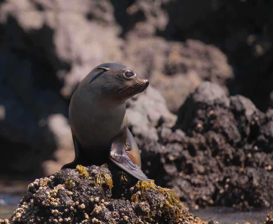Akaroa: 4WD Safari and Guided Sea-Kayaking Experience - Penguins, seals, dolphins, and seabirds