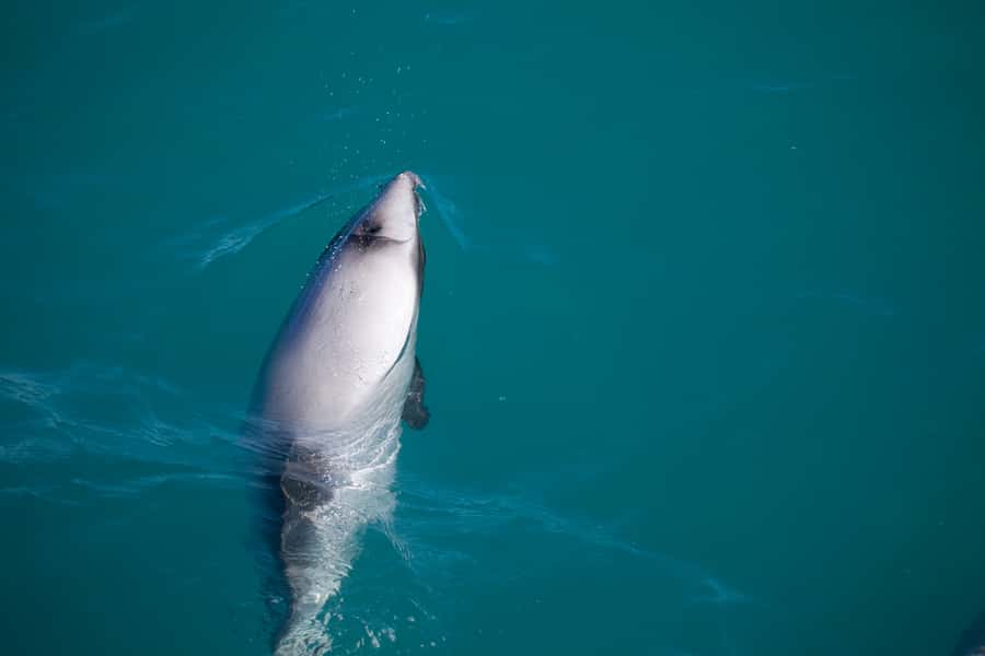 Akaroa: 4WD Safari and Guided Sea-Kayaking Experience - Is $80 good value?