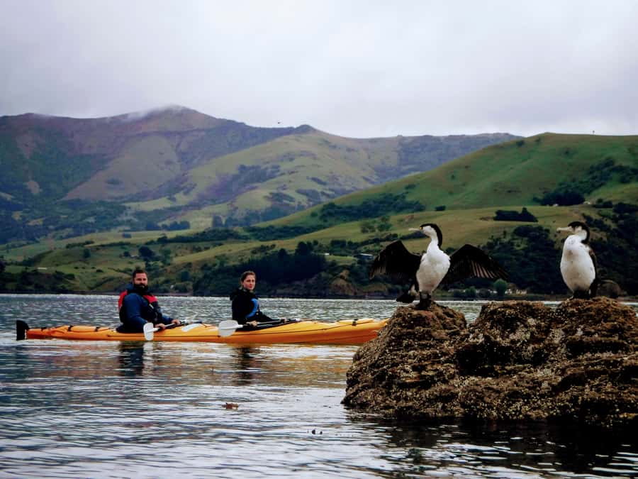 Akaroa: Akaroa Marine Reserve Sea Kayaking Tour - Key points at a glance