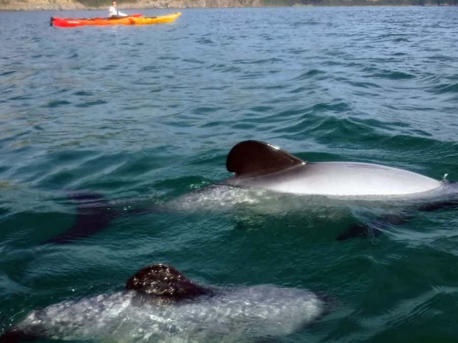 Akaroa: Akaroa Marine Reserve Sea Kayaking Tour - Why Akaroa Harbour makes this paddle special
