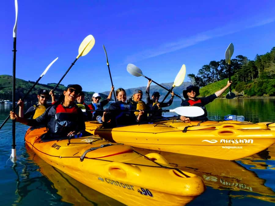 Akaroa: Akaroa Marine Reserve Sea Kayaking Tour - The wildlife question: exciting, but never promised