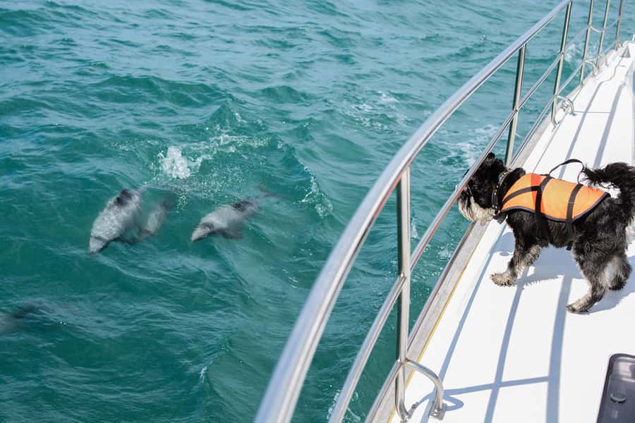 Akaroa: Dolphin Nature Cruise - Key points to know before booking