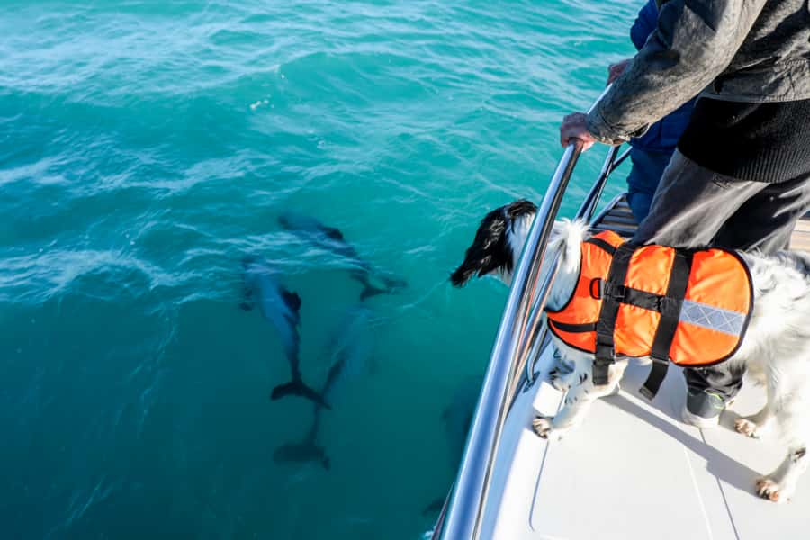 Akaroa: Dolphin Nature Cruise - Is the $77 price good value?