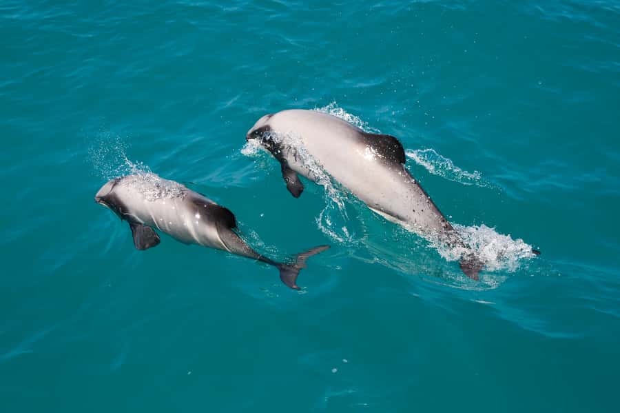Akaroa: Dolphin Nature Cruise - Boarding the low-lying catamaran