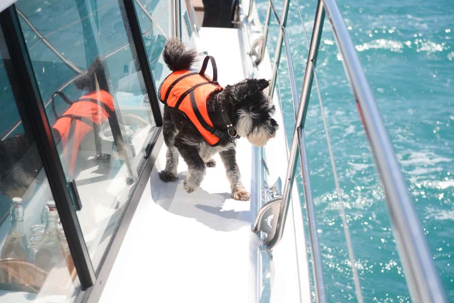 Akaroa: Dolphin Nature Cruise - Albie, Wilbur, Theo, and the dolphin-spotting dogs