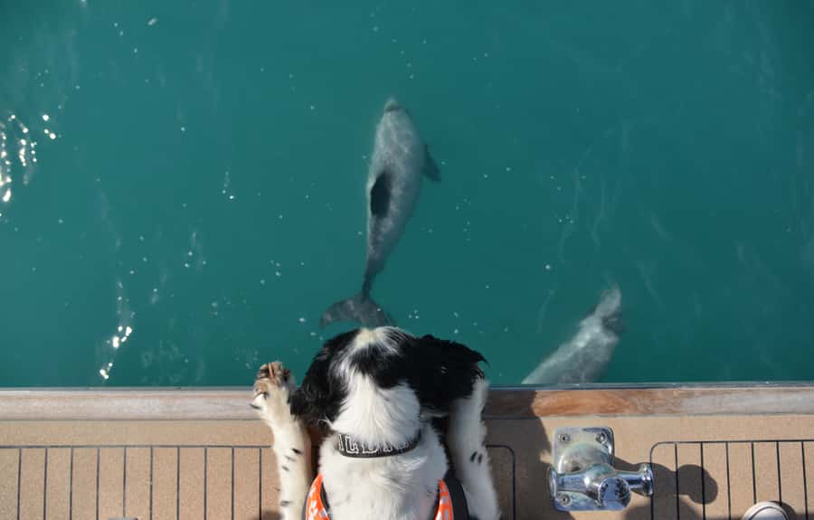 Akaroa: Dolphin Nature Cruise - Seals, penguins, seabirds, and surprise sightings