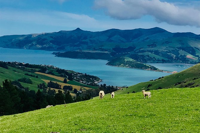 Akaroa Explorer- Guided Electric Bike Tour in Akaroa - The volcanic crater rim