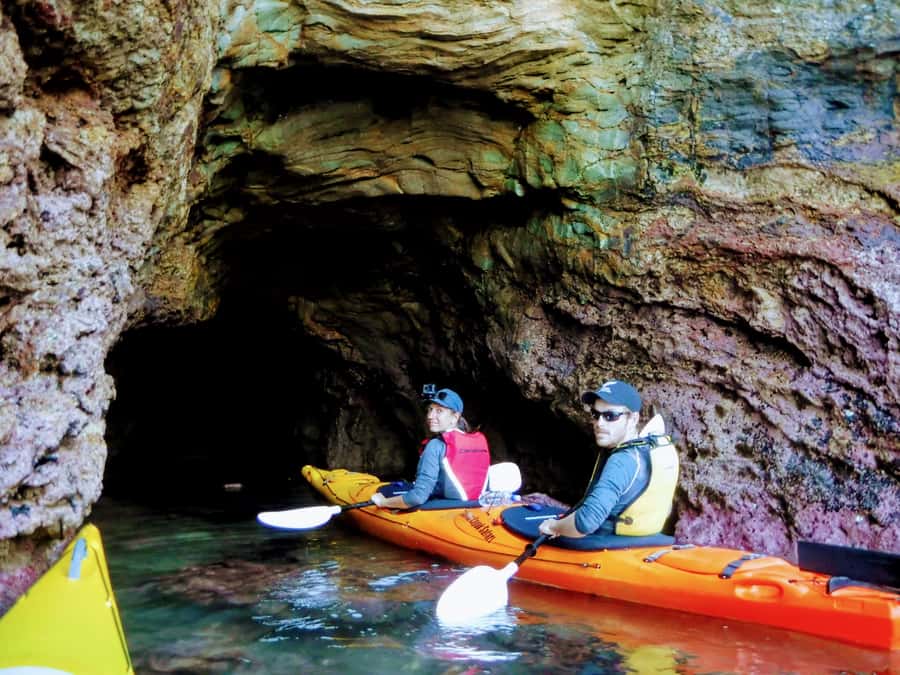 Akaroa: Guided Sunrise Sea Kayaking Tour - Wildlife: what you might see