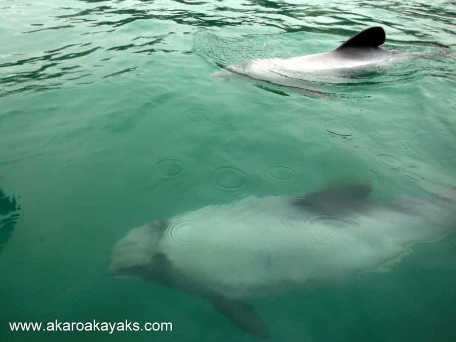 Akaroa: Guided Sunrise Sea Kayaking Tour - Is three hours enough?