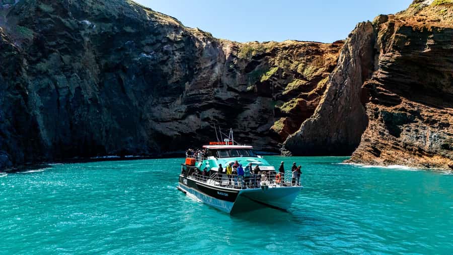 Akaroa Harbour 2-Hour Dolphin Nature Cruise - Key reasons to choose this cruise