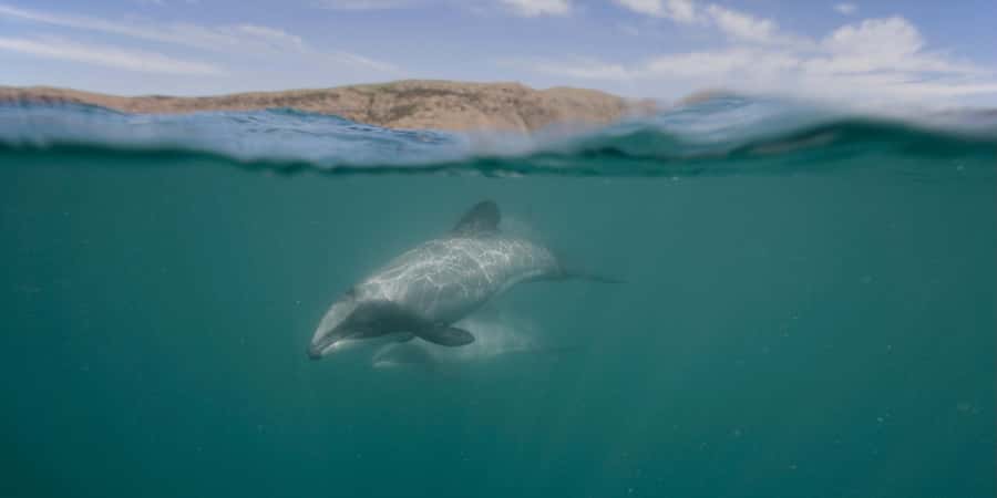 Akaroa Harbour 2-Hour Dolphin Nature Cruise - Why Akaroa Harbour is such a good setting
