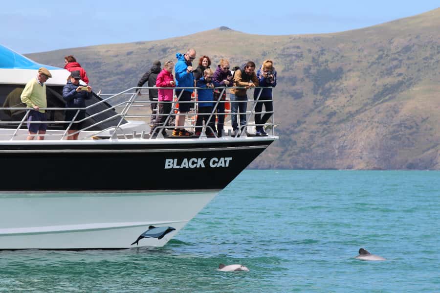 Akaroa Harbour 2-Hour Dolphin Nature Cruise - The search for Hector’s dolphins