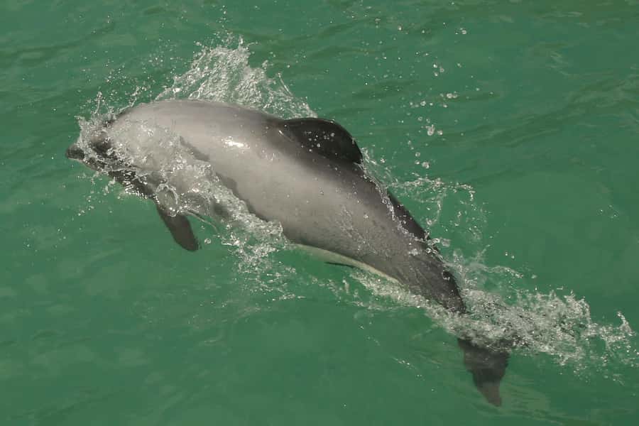 Akaroa Harbour 2-Hour Dolphin Nature Cruise - Comfort, families, and practical limits