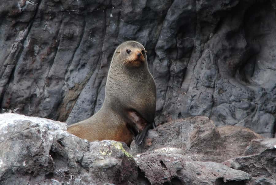 Akaroa Harbour 2-Hour Dolphin Nature Cruise - Is $71 good value for two hours?