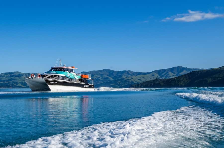 Akaroa Harbour 2-Hour Dolphin Nature Cruise - Who will enjoy this most?