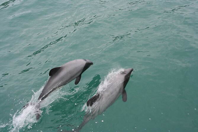 Akaroa Harbour Nature Cruise - Searching for Hector’s dolphins