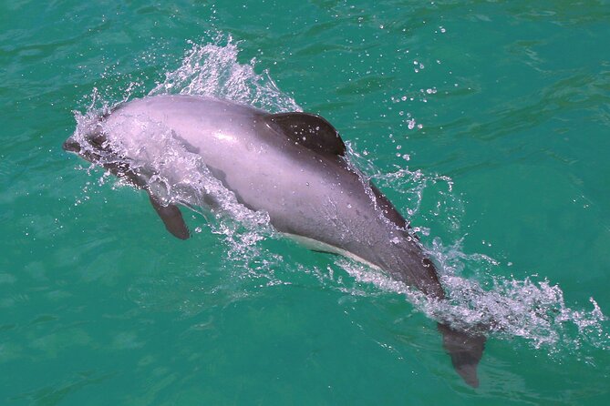 Akaroa Harbour Nature Cruise - Seal Bay, penguins, and coastal birds
