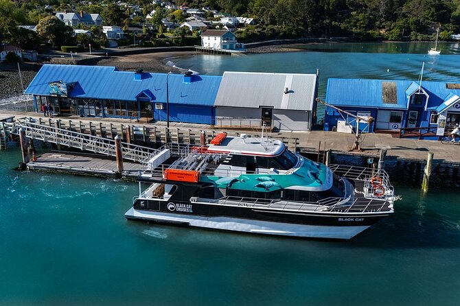 Akaroa Harbour Nature Cruise - Comfort, weather, and what to bring