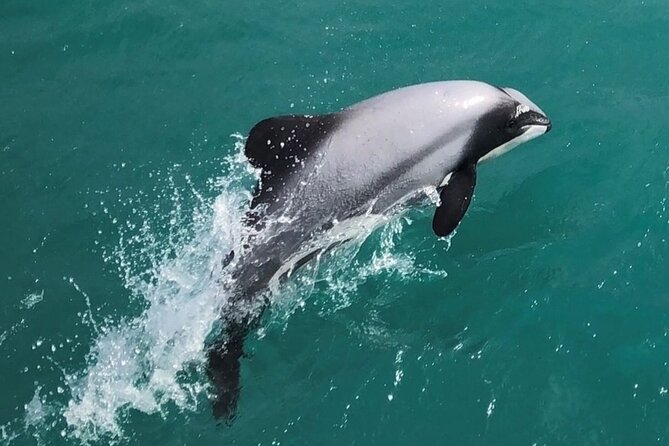 Akaroa Harbour Nature Cruise - The first sights: Akaroa Lighthouse and the harbor entrance