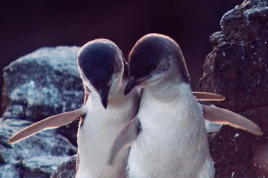 Akaroa: Pohatu Little Penguins 3-Hour Evening Experience - Who Will Enjoy This Most?
