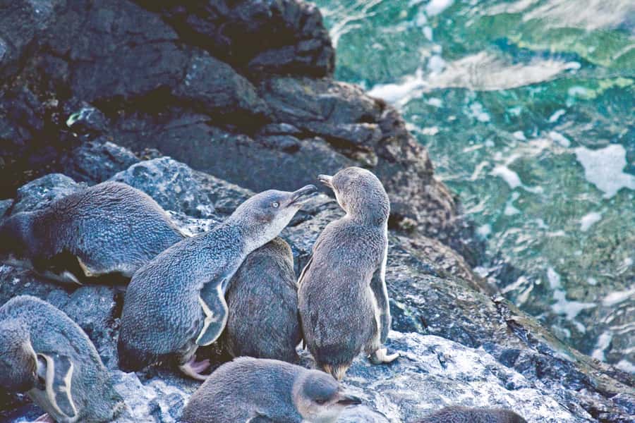 Akaroa: Pohatu Little Penguins 3-Hour Evening Experience - From Akaroa Church to the Crater Rim