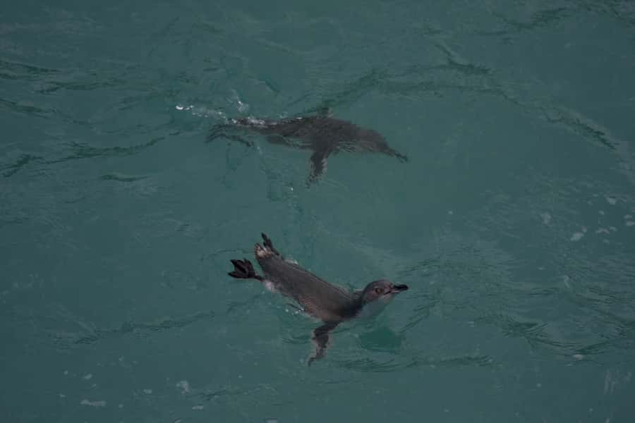 Akaroa: Pohatu Little Penguins 3-Hour Evening Experience - Walking the Nesting Area