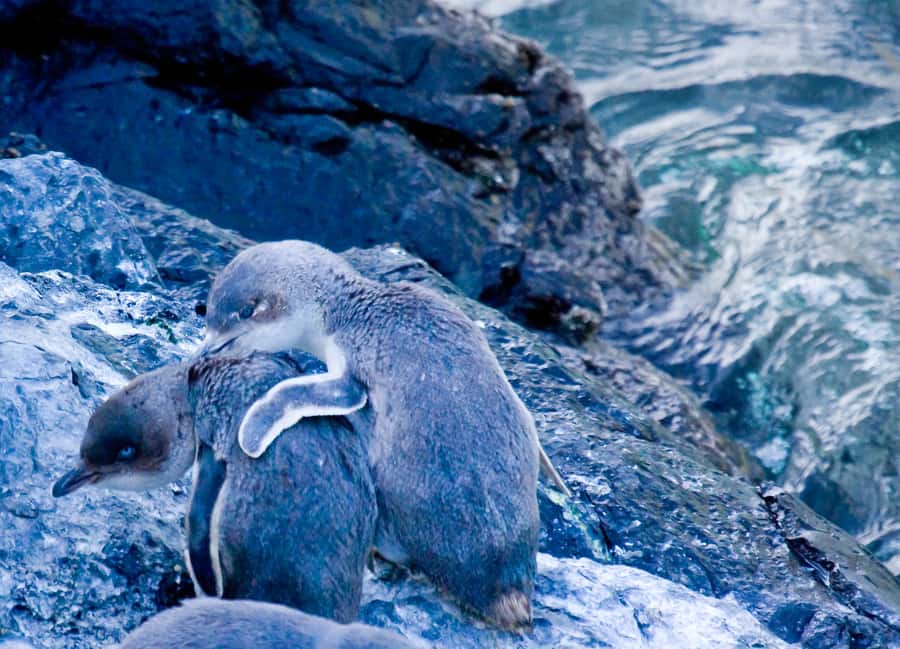 Akaroa: Pohatu Little Penguins 3-Hour Evening Experience - The Best Time of Year to Go