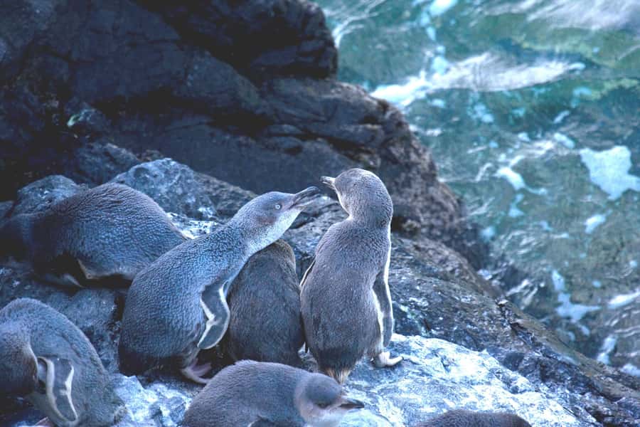 Akaroa: Pohatu Little Penguins 3-Hour Evening Experience - What the $68 Price Really Buys