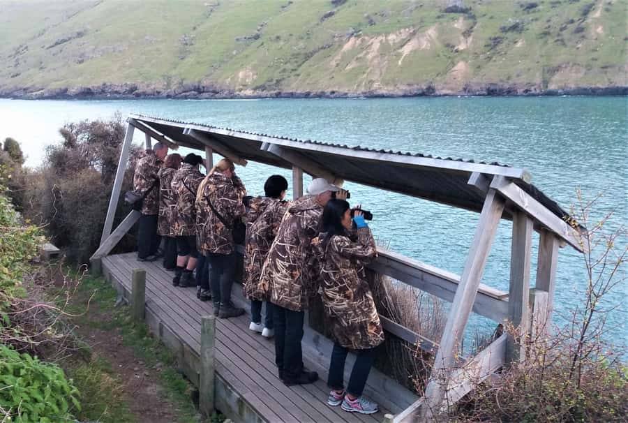 Akaroa: Pohatu Little Penguins 3-Hour Evening Experience - Guides Make the Difference