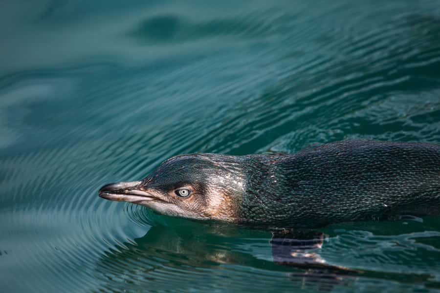 Akaroa: Pohatu Little Penguins 3-Hour Evening Experience - Why Pohatu’s Penguin Project Matters