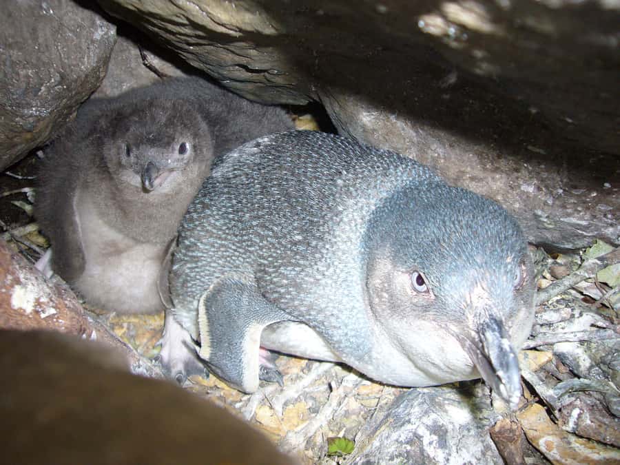 Akaroa: Pohatu Penguins Scenic Nature 2-Hour or 4-Hour Tour - Should you book the 2-hour or 4-hour tour?